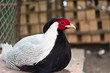 Silver pheasant in Moscow, Russia