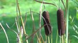 Video: video schilf wehend im wind I video schilf wehend im wind I