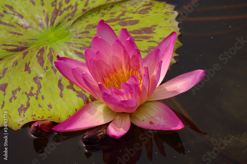 Photo: Gorgeous water lily, seerose Gorgeous water lily, seerose