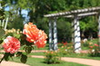 rosier dans un jardin remarquable