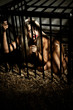 bondage art style with beautiful nude slave girl locked in cage