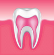 Tooth Set 4