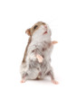 hamster