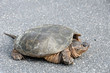 Large common snapping turtle in middle of road