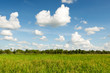 Foto: Reisfeld Asien Reisfeld Asien