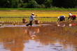 Farmers planting rice.
