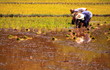 Farmers grow rice
