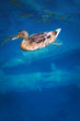 Duck in the lake Duck in the lake