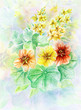 Flowers nasturtium