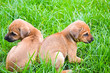 Dogs
