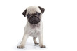 faciès du carlin boudeur - pug - mops - doguillo