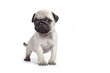 carlin téméraire - pug - mops - doguillo