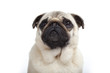 portrait d'un chien triste - sad dog portrait d'un chien triste - sad dog
