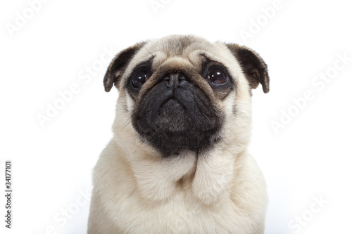 Photo: portrait d'un chien triste - sad dog portrait d'un chien triste - sad dog