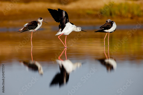 Photo: Black-Winged Stilt Black-Winged Stilt