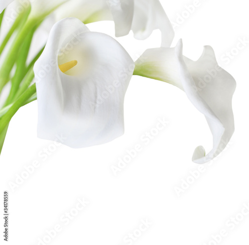 Foto: White Cala Lilies White Cala Lilies