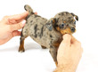 small chihuahua puppy