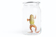 Frosch Glas Freiheit