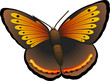 Vektor: Butterfly Butterfly