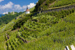 grand cru vineyard and Chapel of St. Urban, Thann, Alsace, Franc