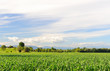 campagna