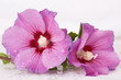 Photo: Two pink hibiscus flowers Two pink hibiscus flowers