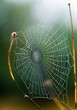 Spider's Web