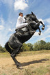 cheval cabré