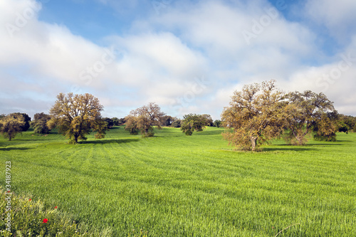 Photo: Campo en Brea de Tajo Campo en Brea de Tajo