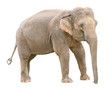 Photo: Asian elephant young female cutout Asian elephant young female cutout
