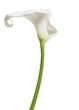Foto: One white Cala Lily One white Cala Lily