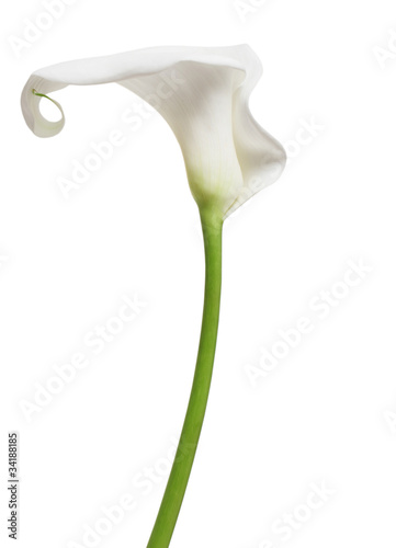 Photo: One white Cala Lily One white Cala Lily