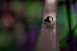 Bullone Solitario