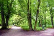 Road in the park