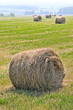 Rolls of hay in a field.