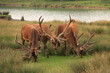 Cerfs