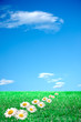 Photo: Margherite su prato verde e cielo azzurro Margherite su prato verde e cielo azzurro
