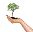 Birch tree in palm as a symbol of nature protection Birch tree in palm as a symbol of nature protection