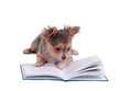 Clever chihuahua puppy reading a book