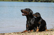 mimétisme d'un chiot et de sa maman dobermann
