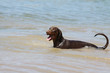 jeune dobermann prenant son bain