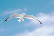 seagull in blue sky seagull in blue sky