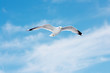 seagull in blue sky seagull in blue sky