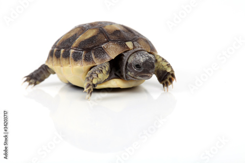 Photo: Kleine Schildkröte von vorne Kleine Schildkröte von vorne
