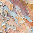 pine bark