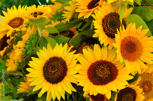 Photo: Sunflowers Sunflowers