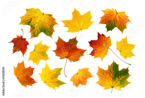 Photo: Bunte Herbstblätter im Set Bunte Herbstblätter im Set