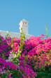 Blooming bougainvillea in the sky and the white building.