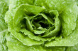 Foto: biogarten biogarten