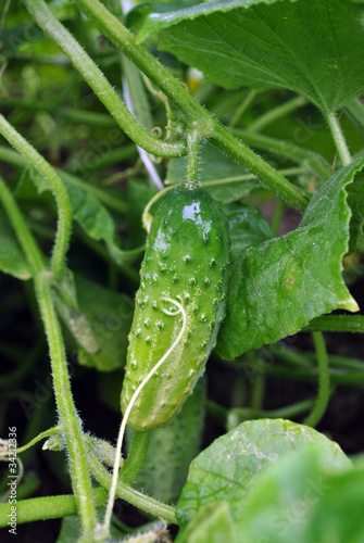 Photo: cucumber cucumber